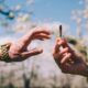 Il consumo di cannabis da parte dei giovani nella Columbia Britannica