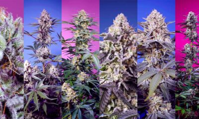 Nuove varietà da Sweet Seeds