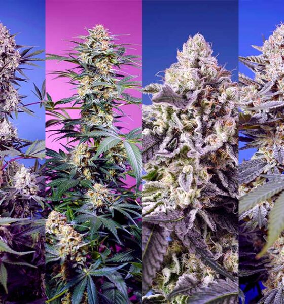 Nuove varietà da Sweet Seeds