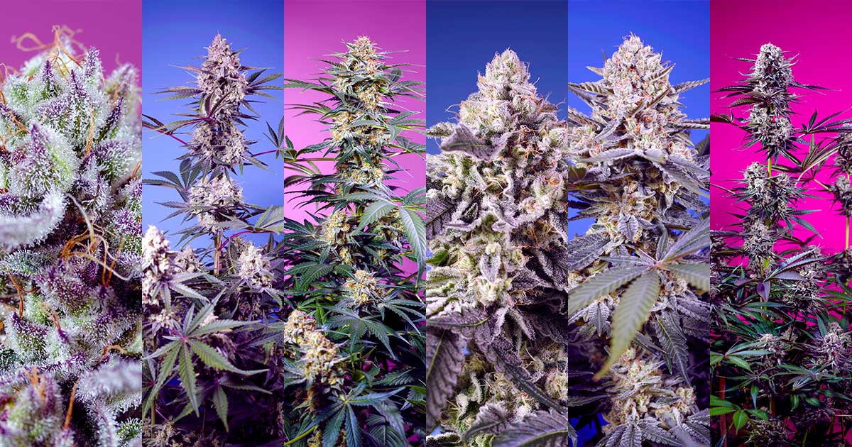 Nuove varietà da Sweet Seeds