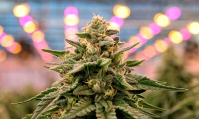 Cannabis medica dalla Spagna