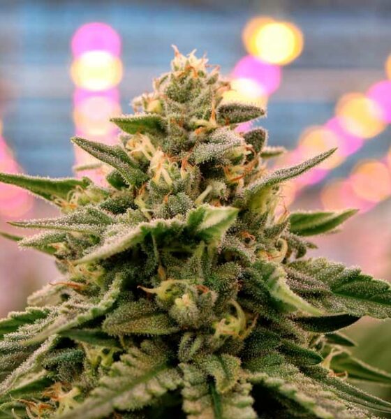 Cannabis medica dalla Spagna