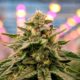 Cannabis medica dalla Spagna
