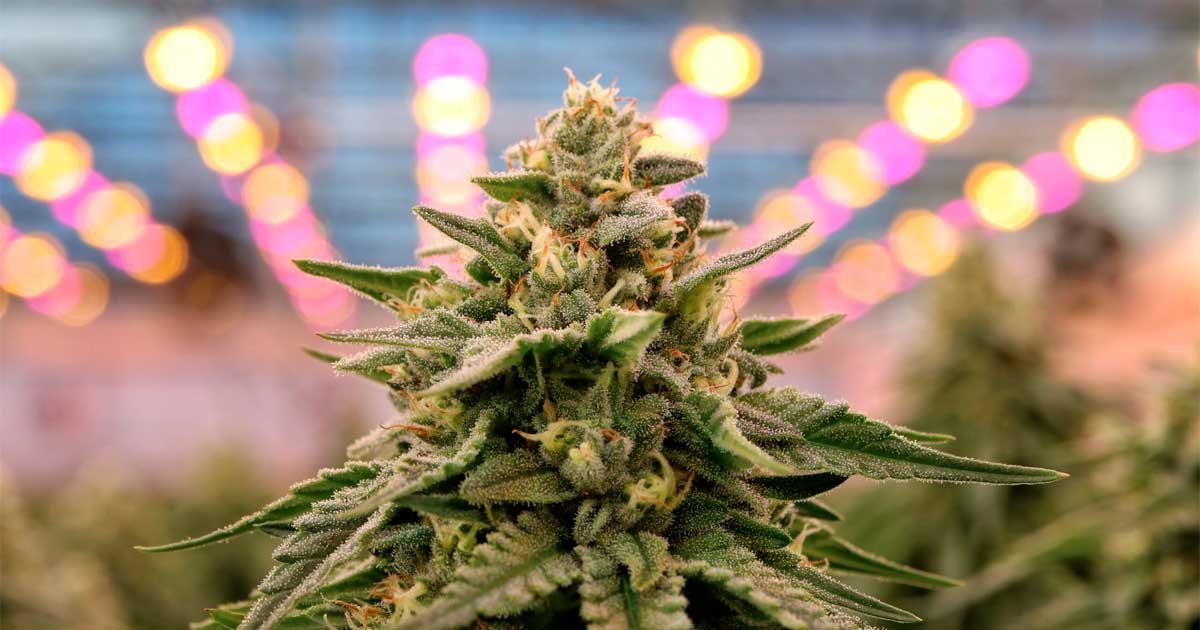 Cannabis medica dalla Spagna