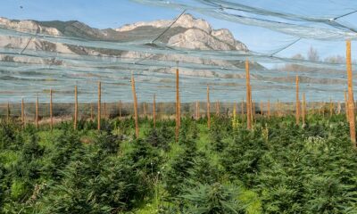 GoldBar420 e il suo raccolto di canapa francese