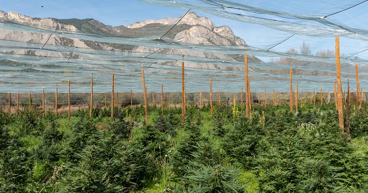 GoldBar420 e il suo raccolto di canapa francese
