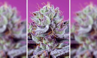 Sweet Seeds® Diablo's Delight XL Auto