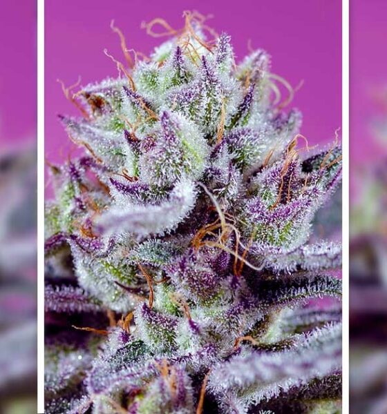 Sweet Seeds® Diablo's Delight XL Auto