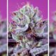 Sweet Seeds® Diablo's Delight XL Auto