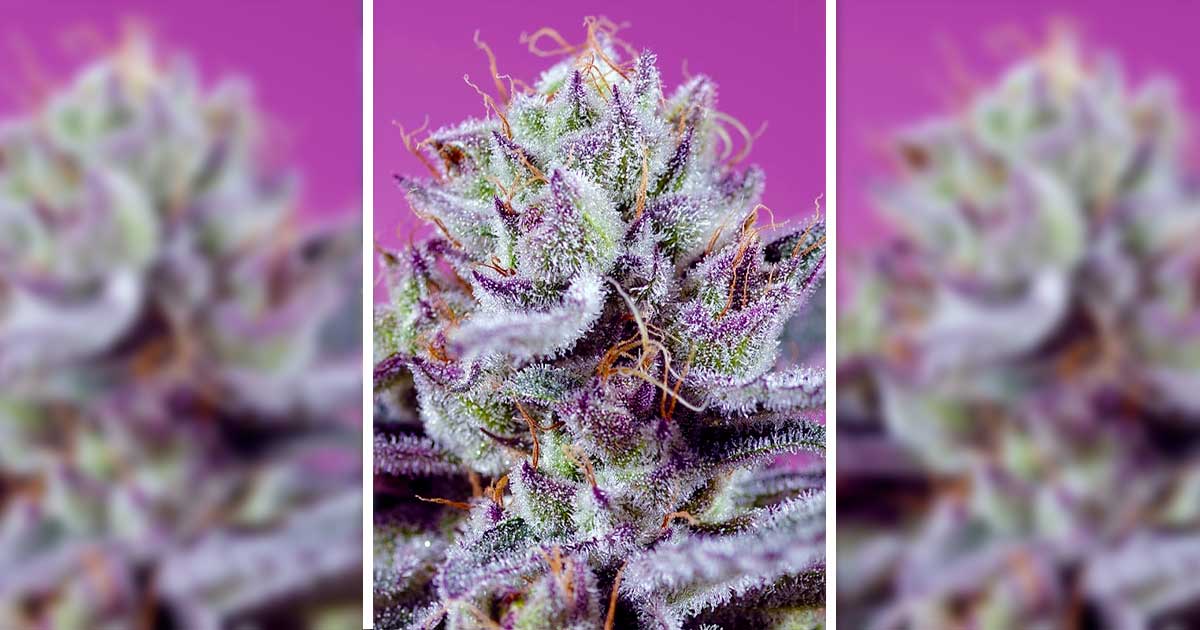 Sweet Seeds® Diablo's Delight XL Auto