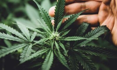 Studi su cancro e cannabis