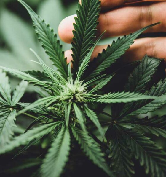 Studi su cancro e cannabis