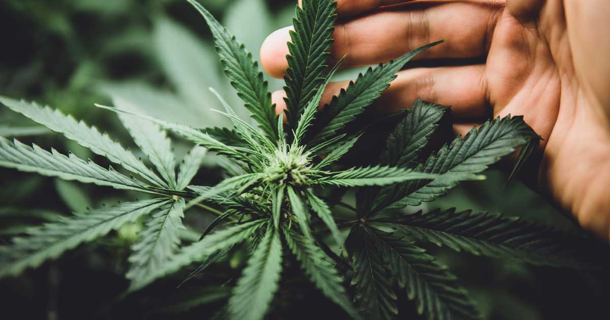 Studi su cancro e cannabis