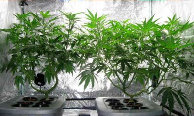 Autocoltivazione di cannabis in Manitoba
