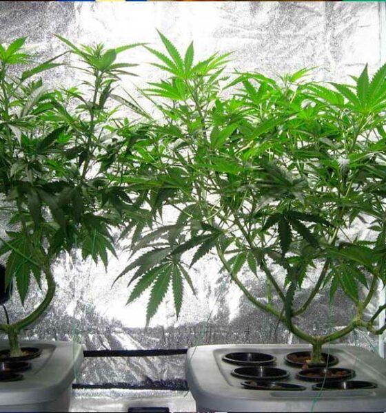 Autocoltivazione di cannabis in Manitoba