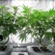 Autocoltivazione di cannabis in Manitoba