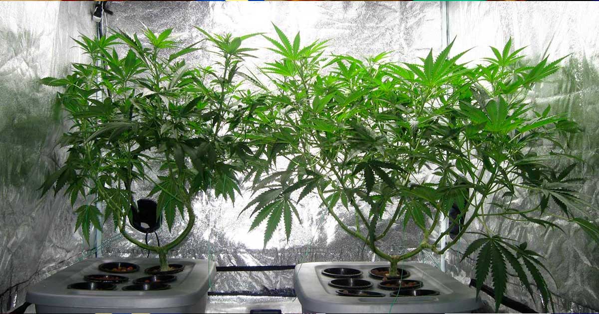 Autocoltivazione di cannabis in Manitoba