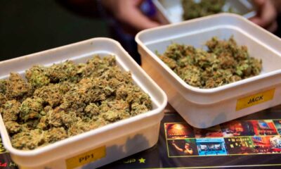 Sperimentazione della cannabis legale nei Paesi Bassi