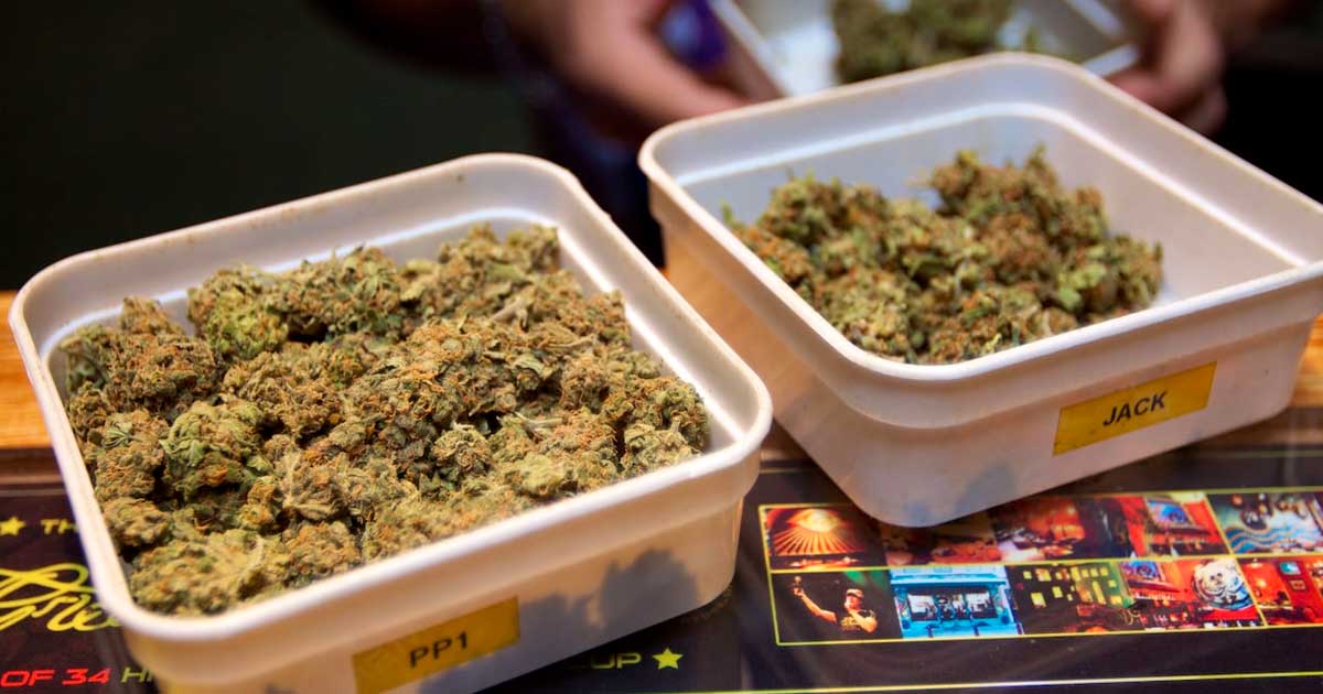 Sperimentazione della cannabis legale nei Paesi Bassi
