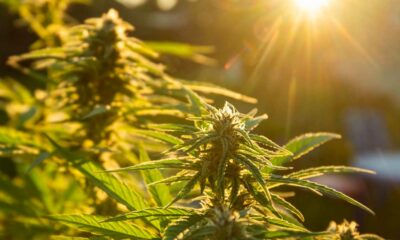 L'autocoltivazione della cannabis in Spagna
