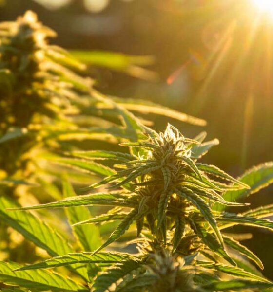 L'autocoltivazione della cannabis in Spagna