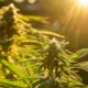 L'autocoltivazione della cannabis in Spagna