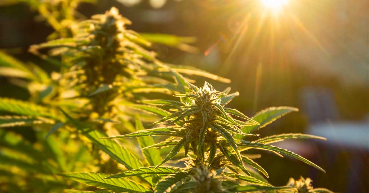 L'autocoltivazione della cannabis in Spagna