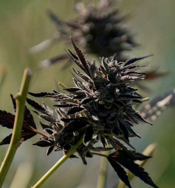 Importazioni di cannabis terapeutica in Australia