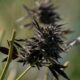 Importazioni di cannabis terapeutica in Australia