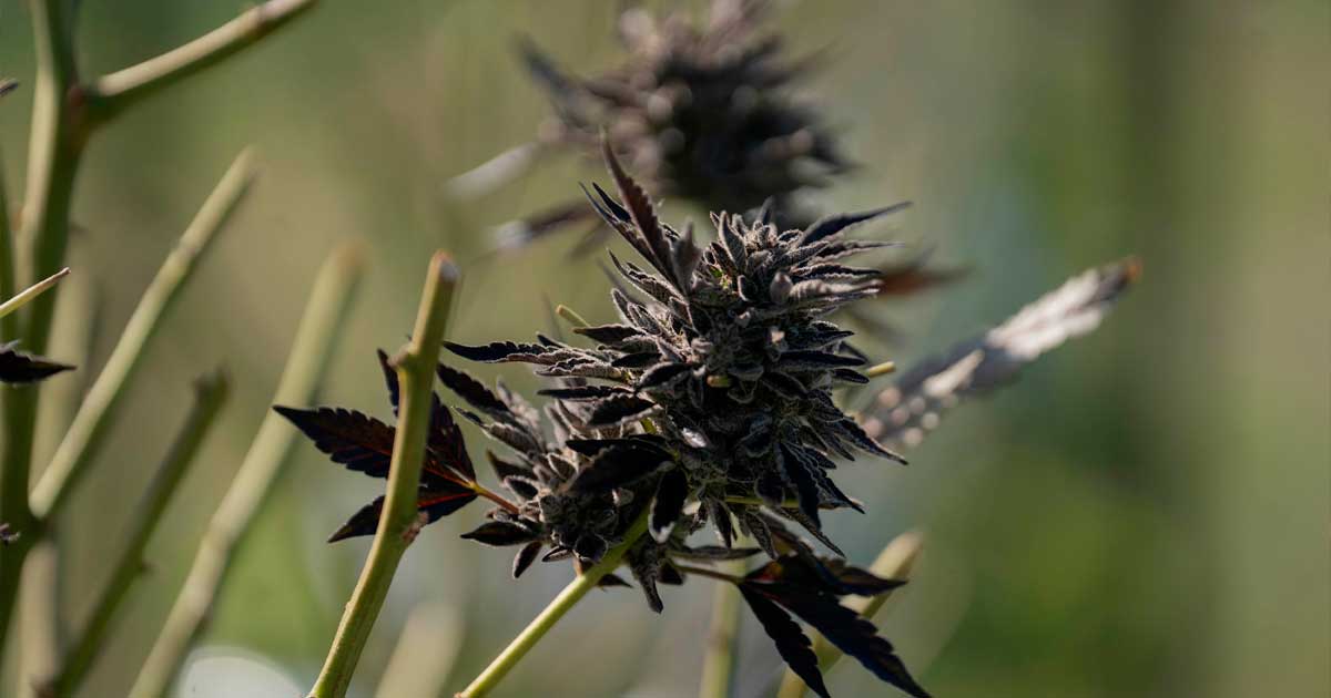 Importazioni di cannabis terapeutica in Australia