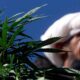 Canapa e cannabis terapeutica in Pakistan