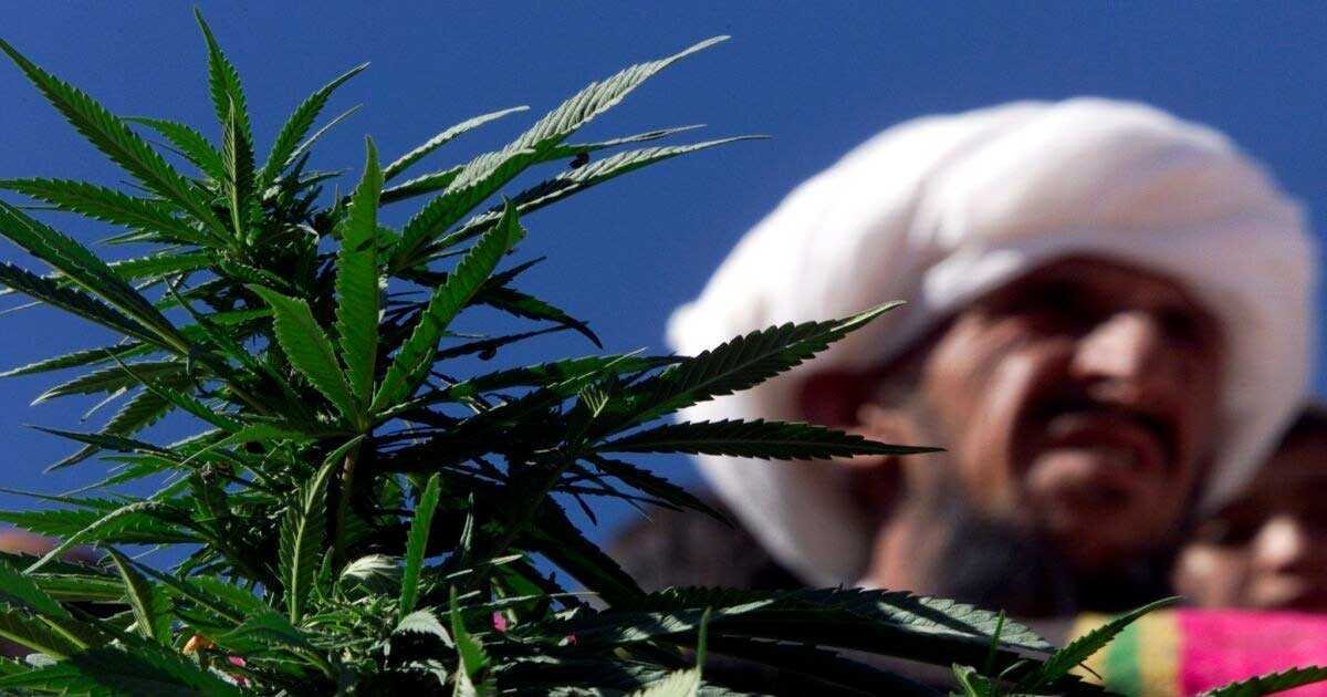 Canapa e cannabis terapeutica in Pakistan