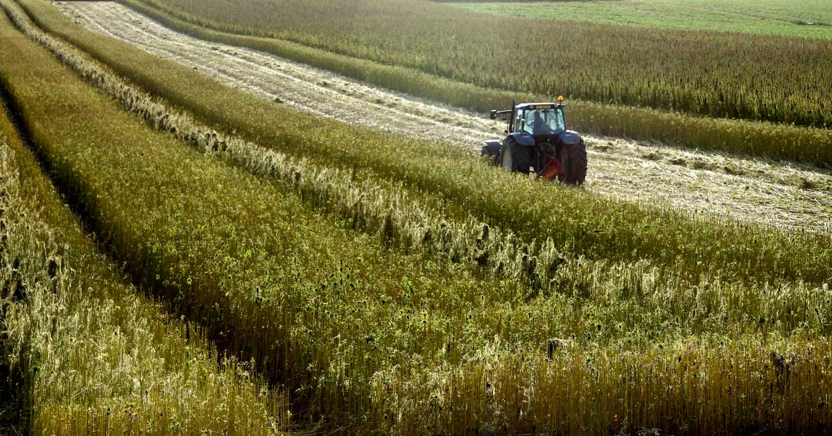 Decarbonizzare con la canapa