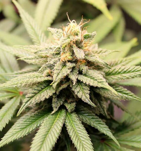 Cannabis pangenome