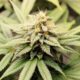 Cannabis pangenome