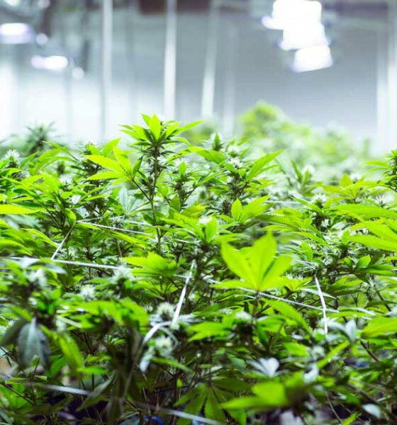 L'autocoltivazione di cannabis nella Repubblica Ceca