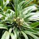 Consumatori di cannabis in Europa