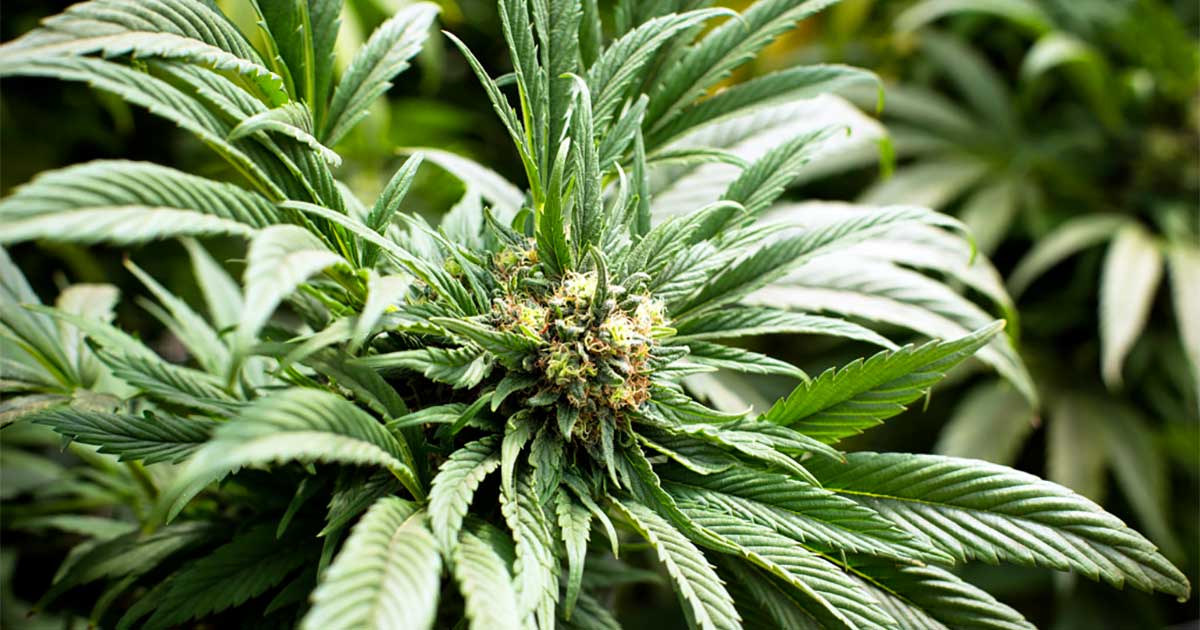 Consumatori di cannabis in Europa