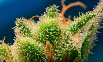 Monster Maker di Sweet Seeds
