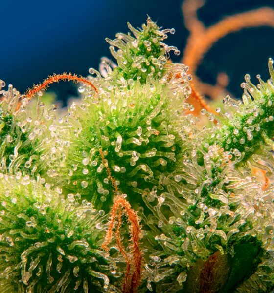 Monster Maker di Sweet Seeds