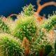 Monster Maker di Sweet Seeds