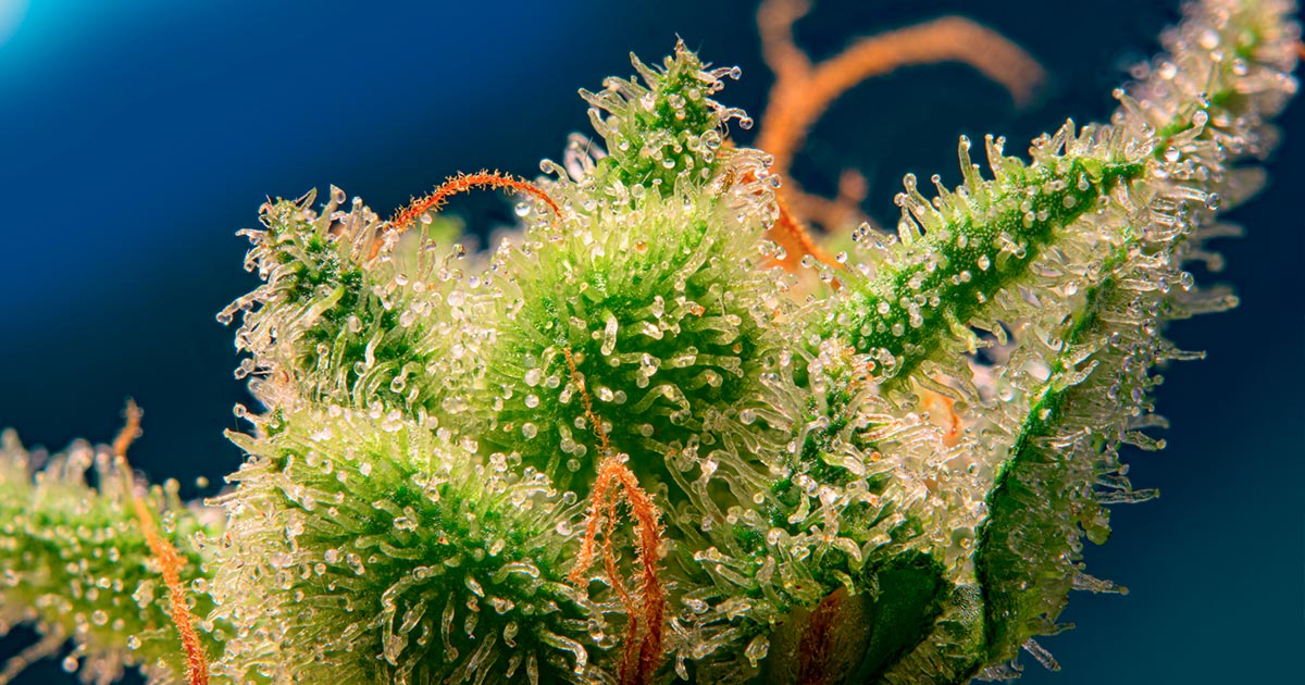 Monster Maker di Sweet Seeds
