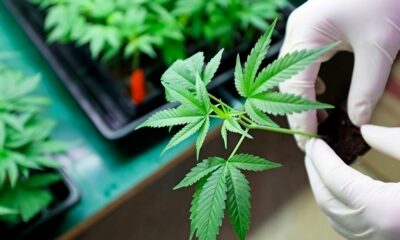CBD e CBDV antimicotici