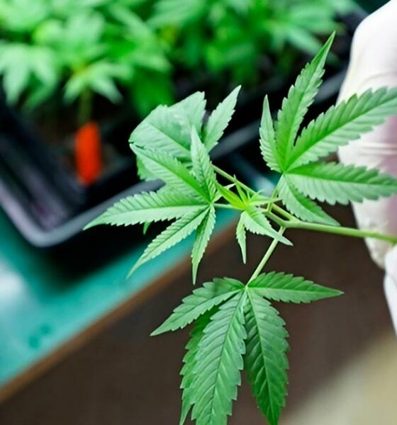 CBD e CBDV antimicotici