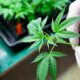 CBD e CBDV antimicotici