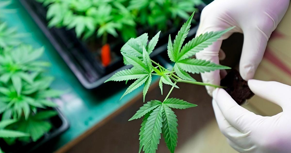 CBD e CBDV antimicotici
