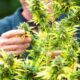 Successo della legalizzazione della cannabis in Francia