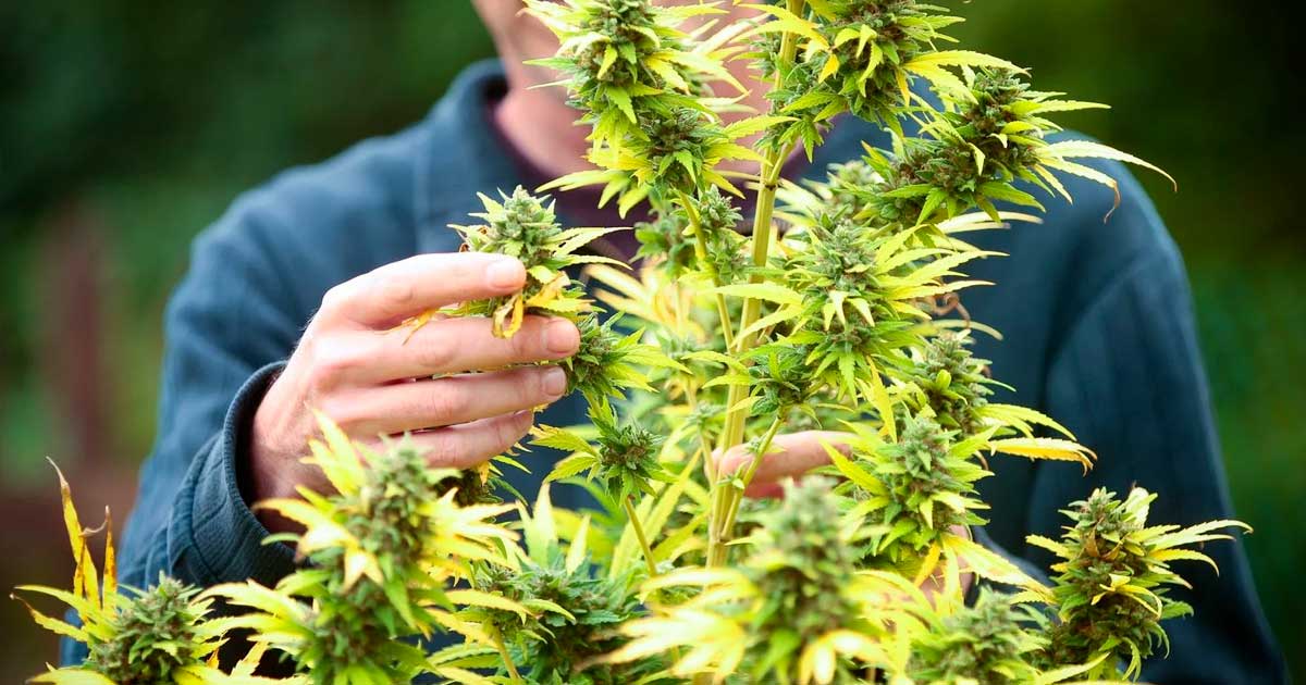 Successo della legalizzazione della cannabis in Francia