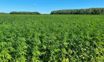 Limiti di THC per la canapa in Europa