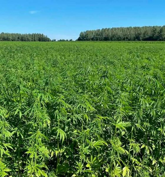 Limiti di THC per la canapa in Europa